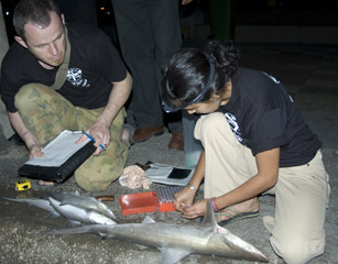 Volunteers performing research on behalf of the Shark Conservation Society